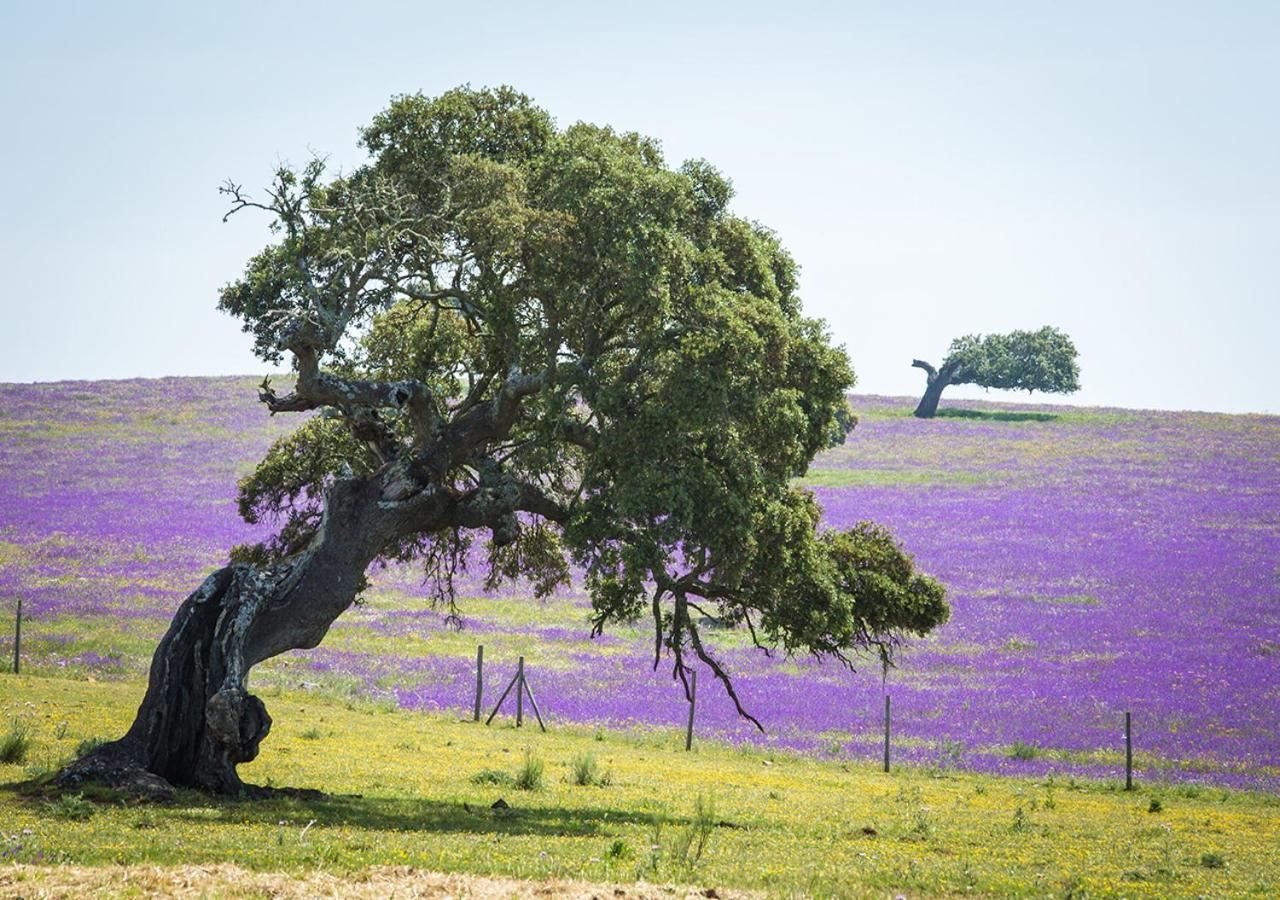 Alentejo Mountain *